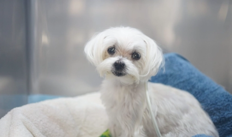 狗狗肺積水症狀 狗狗肺積水症狀