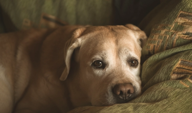 狗肺積水喝水禁忌 狗肺積水喝水禁忌