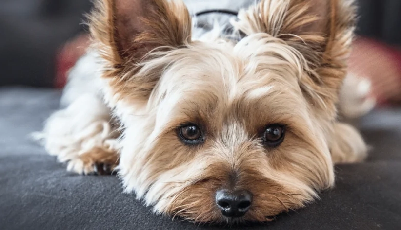 氣管塌陷治療 氣管塌陷治療