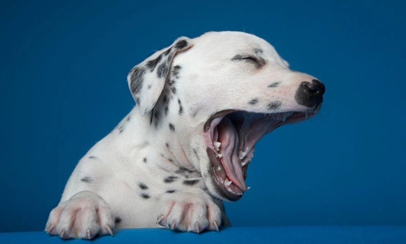 犬舍咳治療方法