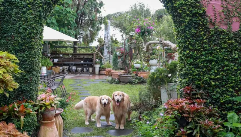 彰化寵物友善餐廳