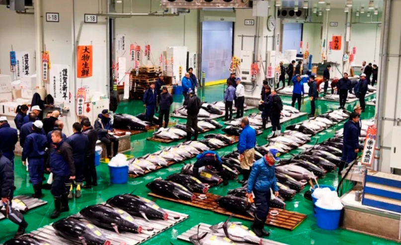 豐洲市場參觀時間