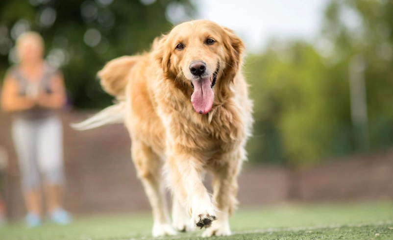 黃金獵犬台鐵搭乘全攻略：帶毛孩鐵道旅行的必知事項與推薦路線