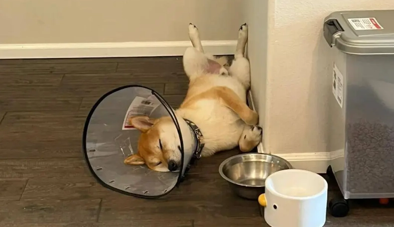 結紮後注意事項 結紮後注意事項