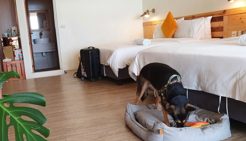 墾丁帶狗景點 墾丁帶狗景點