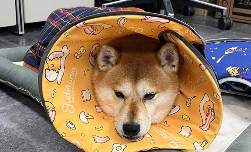 狗狗結紮照顧 狗狗結紮照顧