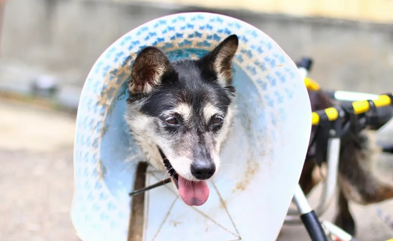 公狗結紮後護理 公狗結紮後護理