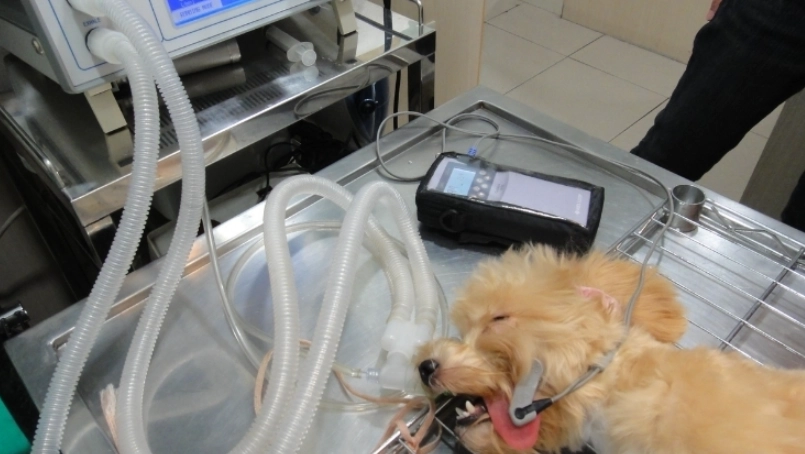 結紮後注意事項 結紮後注意事項