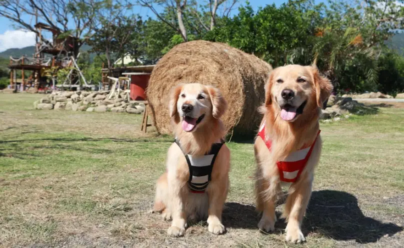 墾丁帶狗景點 墾丁帶狗景點