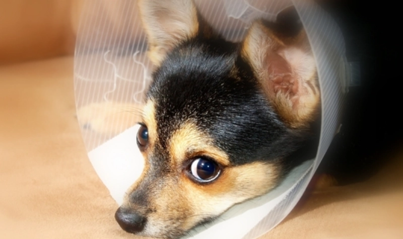 公狗結紮後護理 公狗結紮後護理