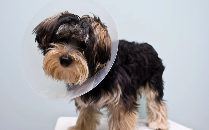 狗狗結紮照顧 狗狗結紮照顧