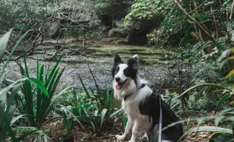 台北狗狗爬山 台北狗狗爬山