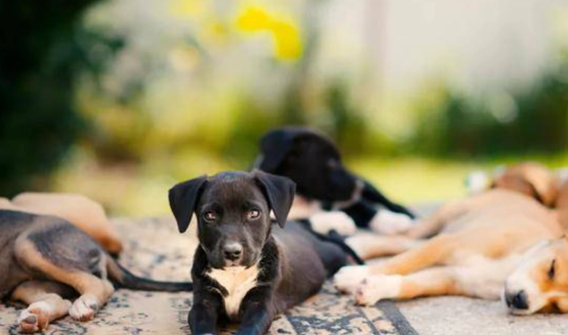 犬支氣管炎治療 犬支氣管炎治療