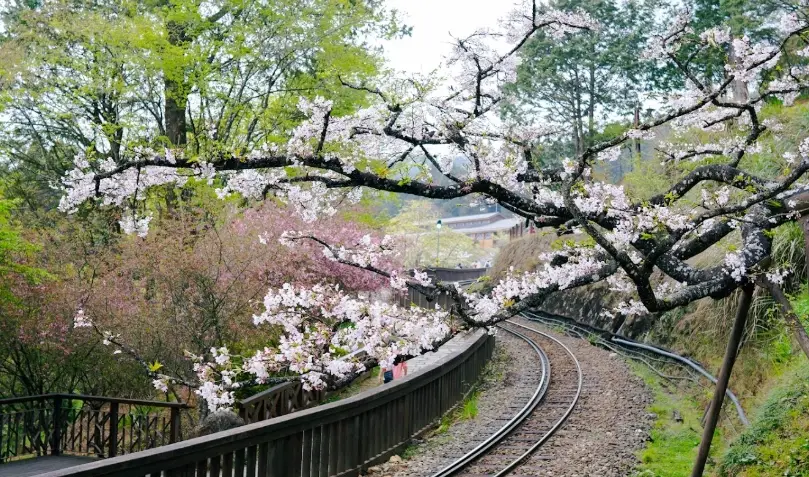 阿里山景點推薦 阿里山景點推薦