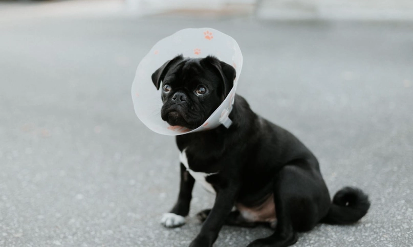 狗狗結紮後行為異常 狗狗結紮後行為異常