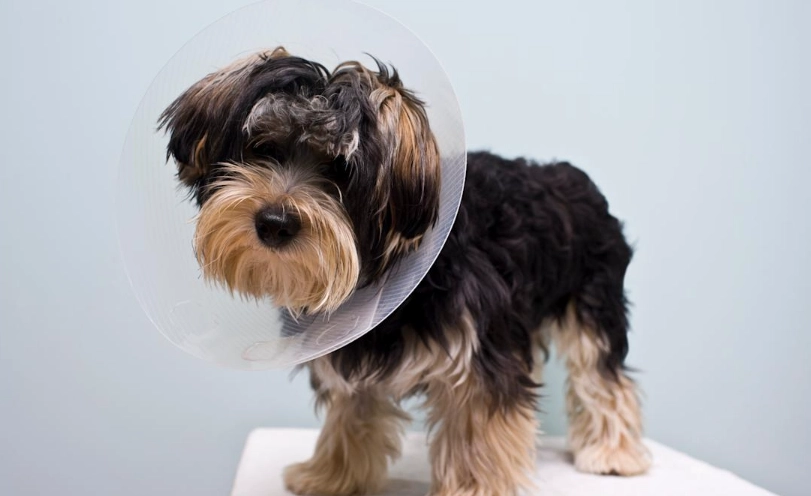 結紮後狗狗一直站著 結紮後狗狗一直站著