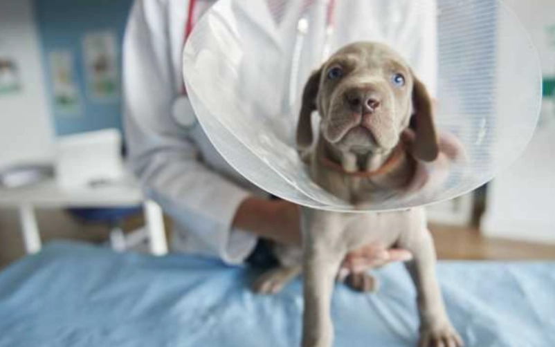 狗狗結紮後行為異常 狗狗結紮後行為異常