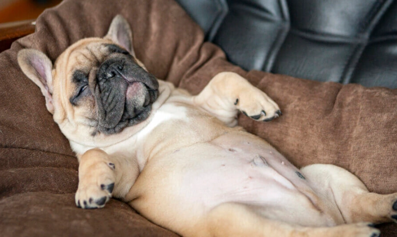 狗狗咳嗽原因 狗狗咳嗽原因