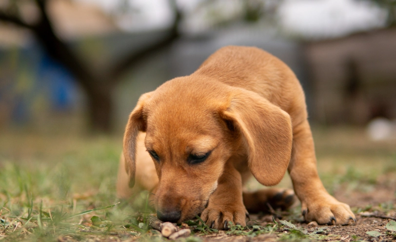 狗狗咳嗽原因 狗狗咳嗽原因