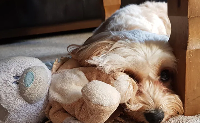 犬支氣管炎治療 犬支氣管炎治療