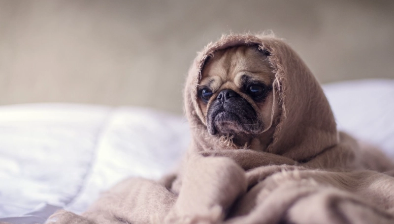 犬支氣管炎治療 犬支氣管炎治療