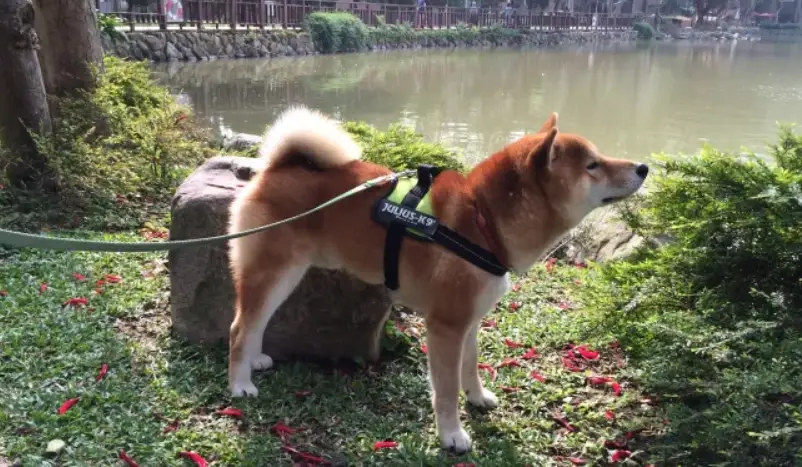 結紮後狗狗一直站著 結紮後狗狗一直站著