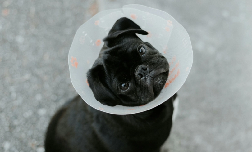 犬隻結紮護理 犬隻結紮護理