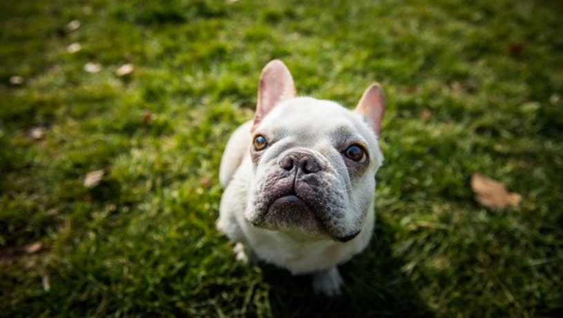 狗狗咳嗽原因 狗狗咳嗽原因