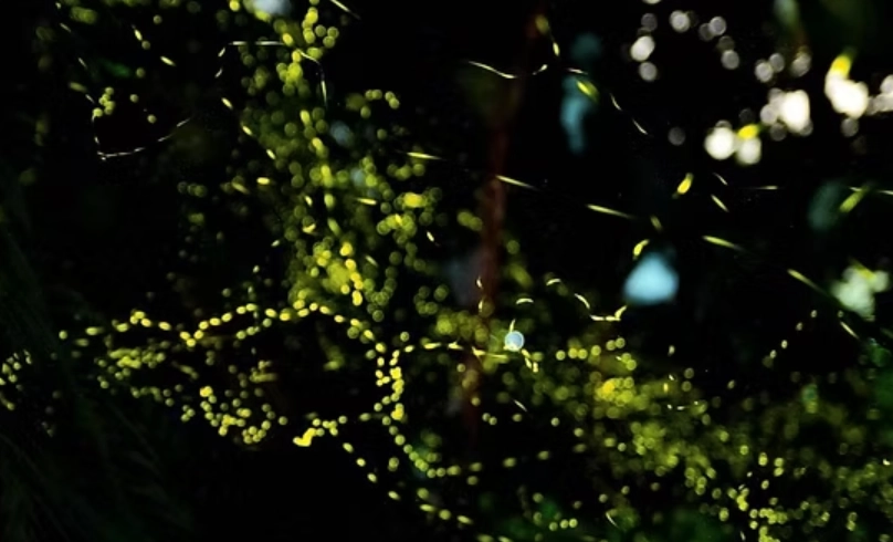 宜蘭螢火蟲季節 宜蘭螢火蟲季節