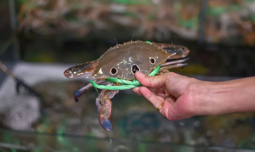 萬里蟹季節 萬里蟹季節