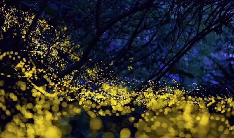 宜蘭賞螢 宜蘭賞螢