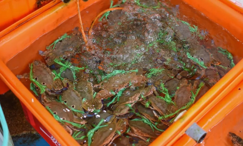 萬里蟹季節 萬里蟹季節