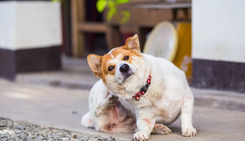 蘆薈對狗安全嗎