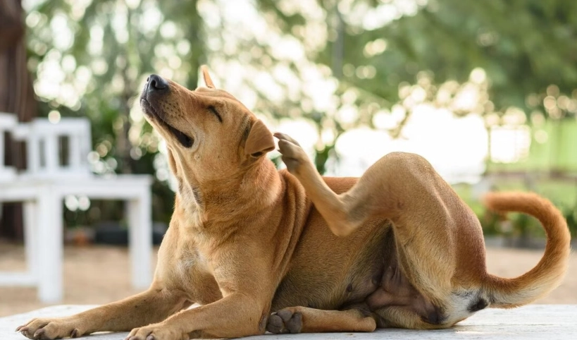 狗狗可以擦蘆薈嗎？獸醫親授安全使用全攻略與常見誤區