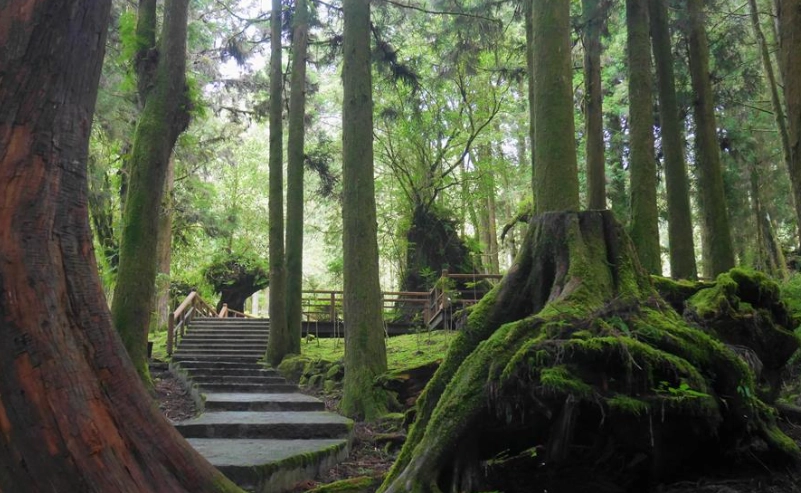 阿里山行程規劃
