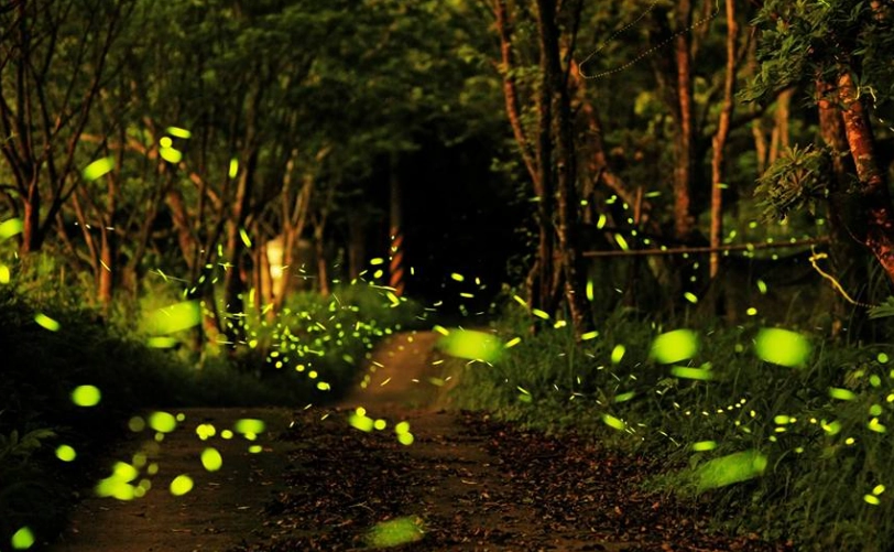 螢火蟲季節 螢火蟲季節