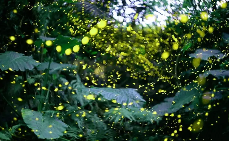 宜蘭螢火蟲地點