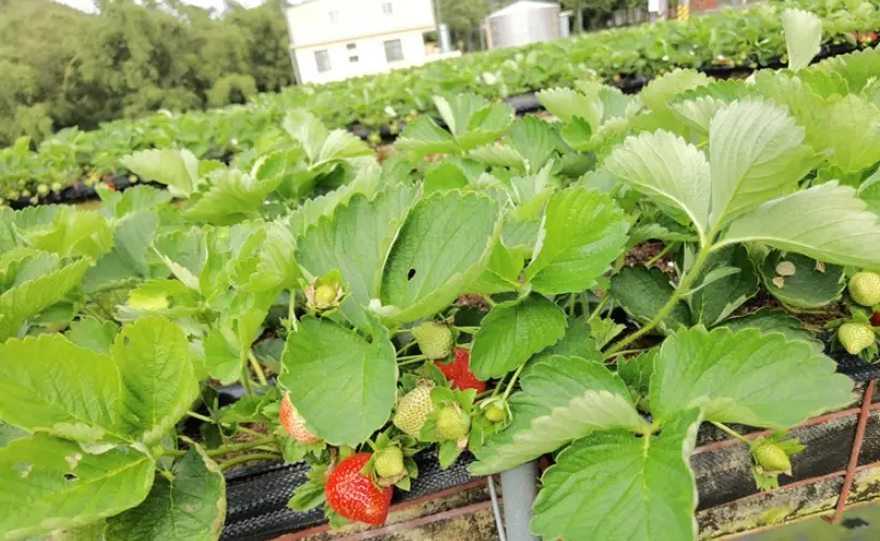 採草莓推薦