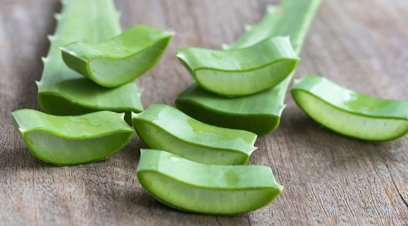 蘆薈對狗安全嗎