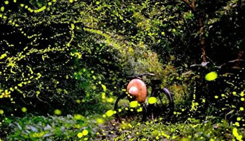 宜蘭賞螢 宜蘭賞螢