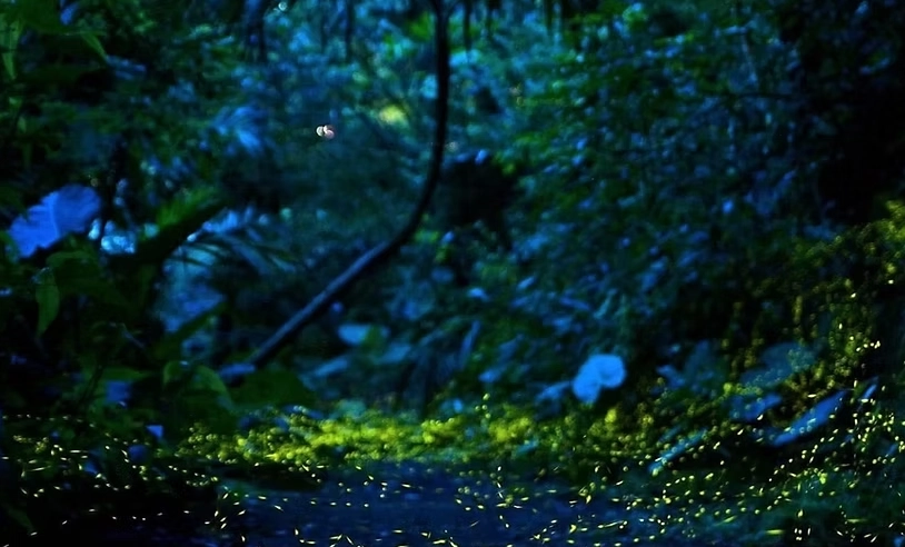 宜蘭螢火蟲季節 宜蘭螢火蟲季節