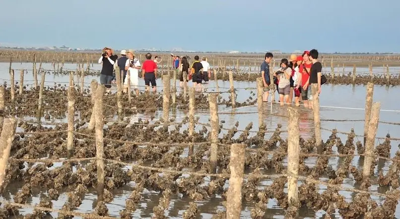 王功採蚵體驗