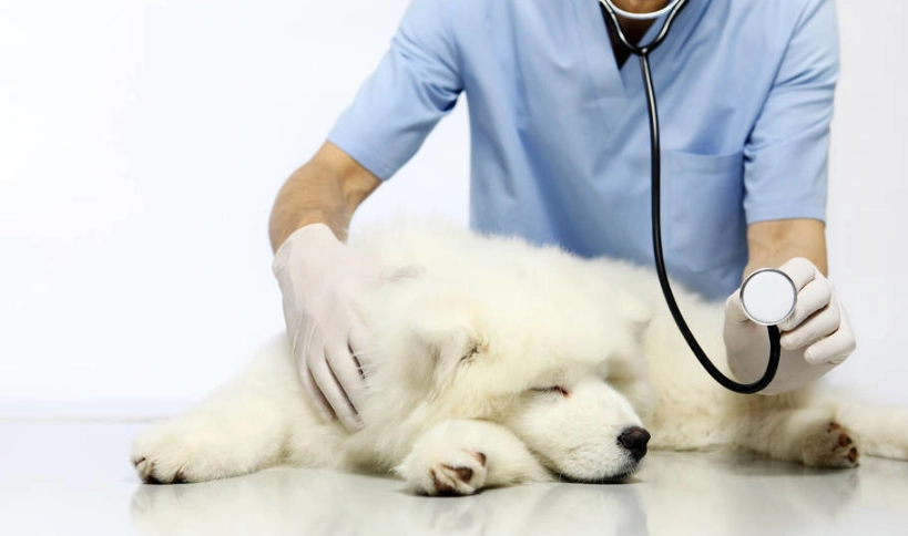 狗狗肺水腫治療 狗狗肺水腫治療