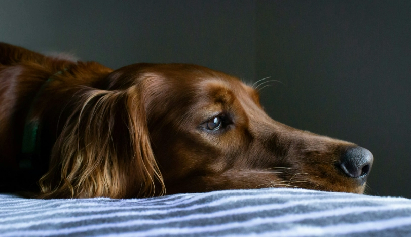狗不吃東西 狗不吃東西