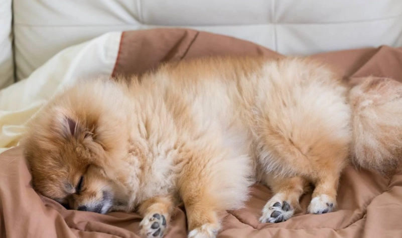 狗狗肺水腫原因 狗狗肺水腫原因