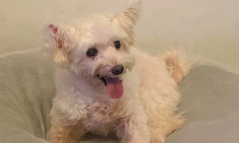 狗狗肺水腫原因 狗狗肺水腫原因