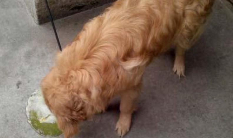 狗吐黃水 狗吐黃水