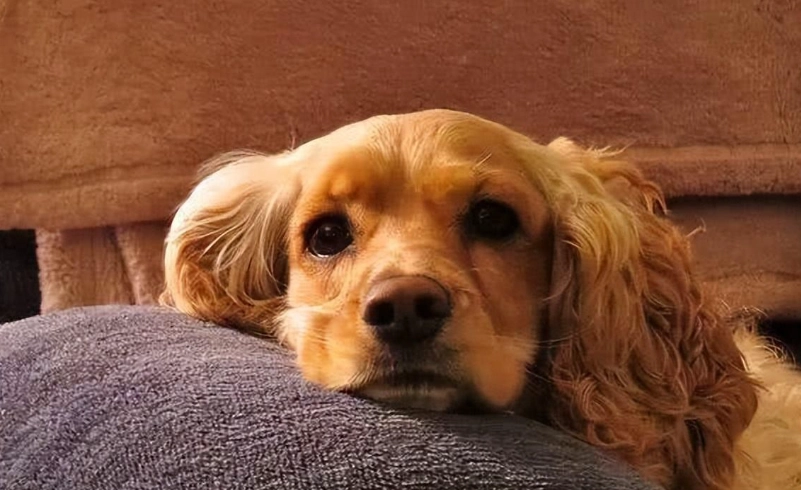 狗狗肺水腫原因 狗狗肺水腫原因