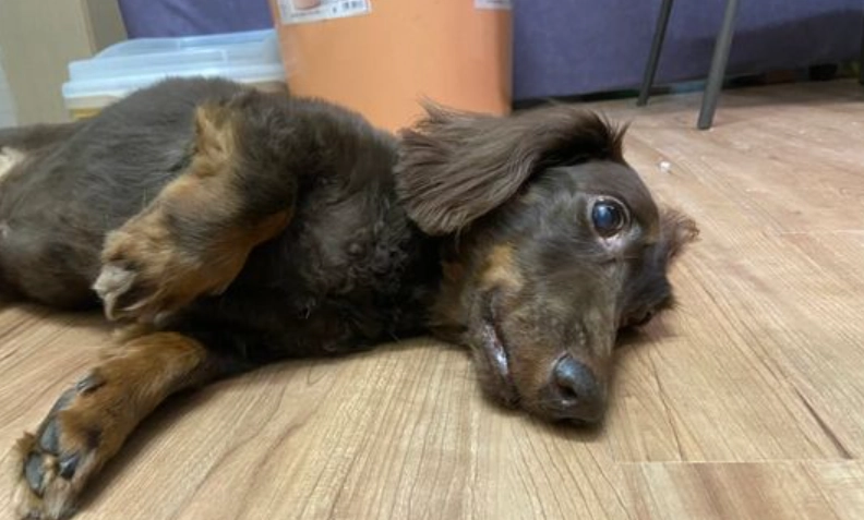 狗狗嘔吐黃水 狗狗嘔吐黃水