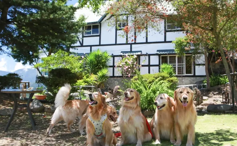 帶狗去清境住宿